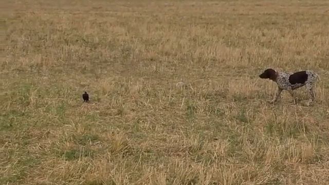 Курцхаар по кличка Куку смотреть онлайн