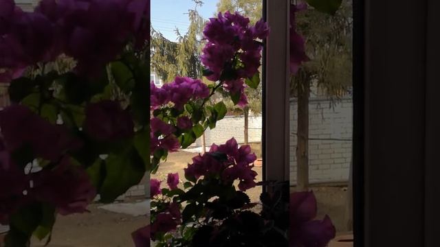 Как заставить цвести бугенвиллию?! смотреть онлайн