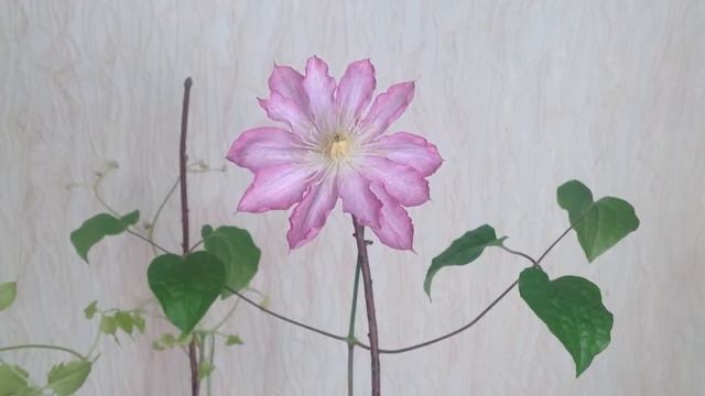 Цветок Климатис! Зацвел в Татьянин день! смотреть онлайн