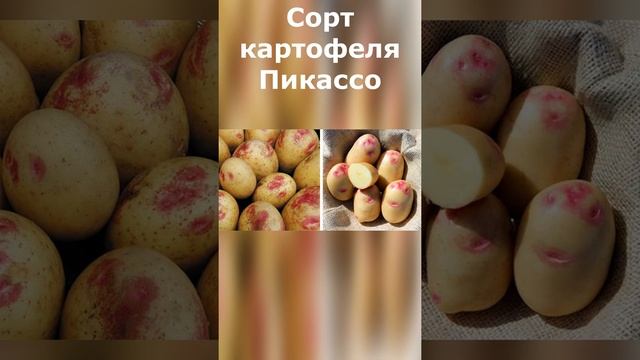 Сорт картофеля Пикассо. Высокоурожайные сорта картофеля. смотреть онлайн