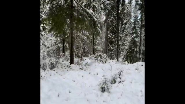 Качели в лесу смотреть онлайн