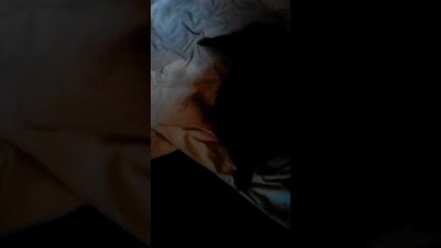 Моя собачка сохнет после ванны смотреть онлайн