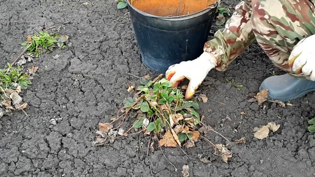 Живу в селе. ОГОРОДНИКАМИ НЕ РОЖДАЮТСЯ, ОГОРОДНИКАМИ СТАНОВЯТСЯ. смотреть онлайн