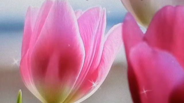 Тюльпаны для Кристины. смотреть онлайн