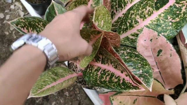 Ratu daun nya Tanaman Hias ''AGLAONEMA'' is the best!!! смотреть онлайн