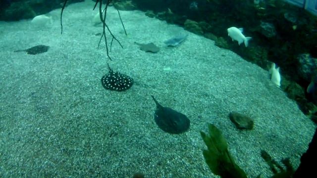 Джунгли Реки и Озера Крокус Сити Океанариум смотреть онлайн