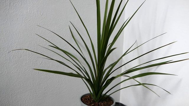 Cordyline Australis Care And Facts смотреть онлайн