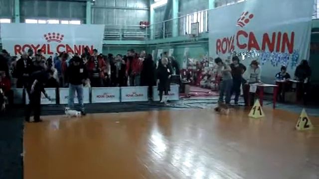 Чихуахуа Монти (вероломство эксперта :))) смотреть онлайн