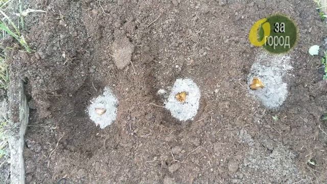 Сажаем чеснок необычным способом смотреть онлайн