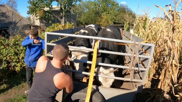 ??Закупка ВРХ для переробки. Ціна на телят.?? смотреть онлайн