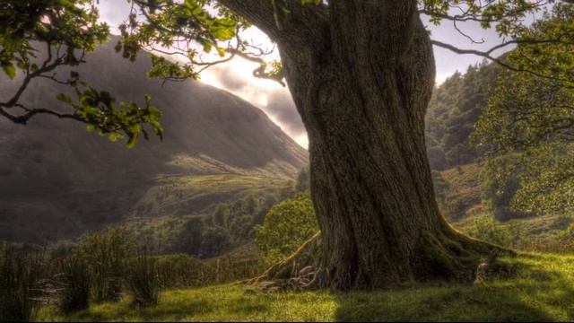 Медитация Родовое Дерево смотреть онлайн