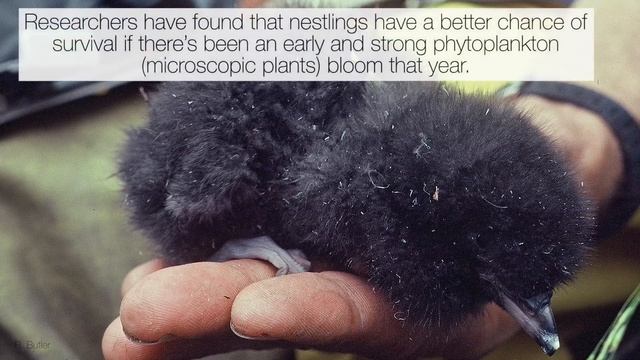 Seabird Survivor: Triangle Island смотреть онлайн