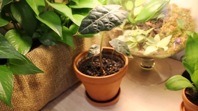 Моя коллекция растений: до/после. Ноябрь 2022 смотреть онлайн