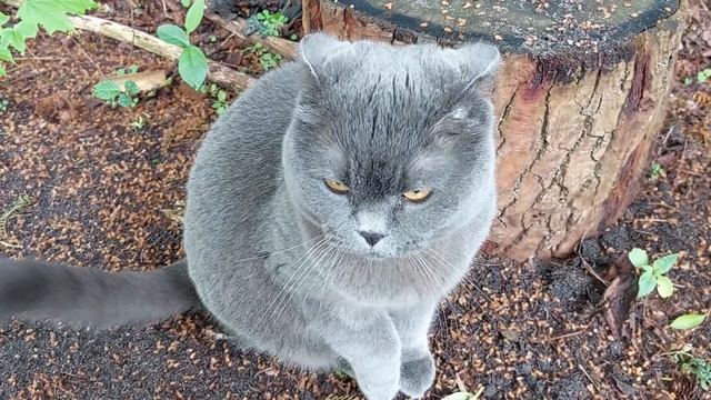 Как научить кота точить лапы на улице? смотреть онлайн