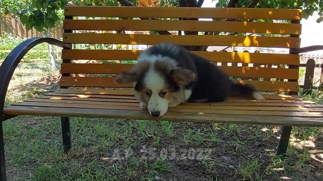 Альваро. Щенок корги пемброк (флаффи) смотреть онлайн