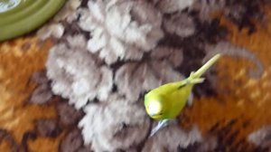 Веселый волнистый попугай играет//ИГРУШКИ для ПОПУГАЯ//Смешной волнистик//зеленый попугайчик TV