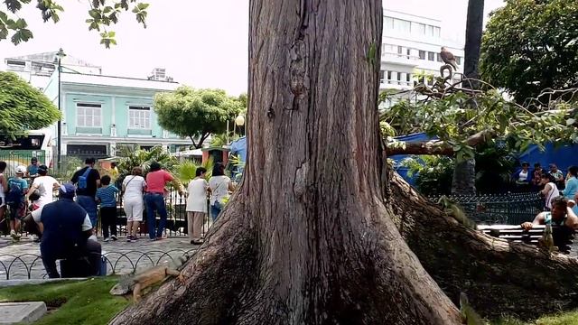 Игуаны в парке города Гуаякиль, Эквадор смотреть онлайн