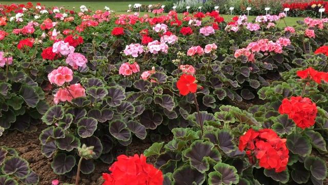 Geranium Bullseye Mixed Plants смотреть онлайн