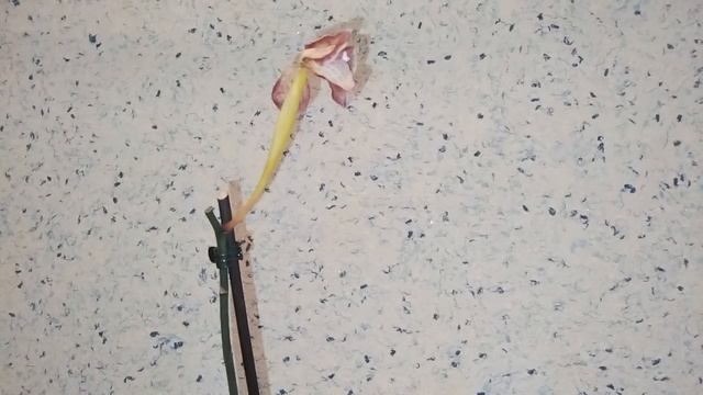 СЕМЕННАЯ КОРОБОЧКА ОРХИДЕИ ТРЕСНУЛА!!! смотреть онлайн