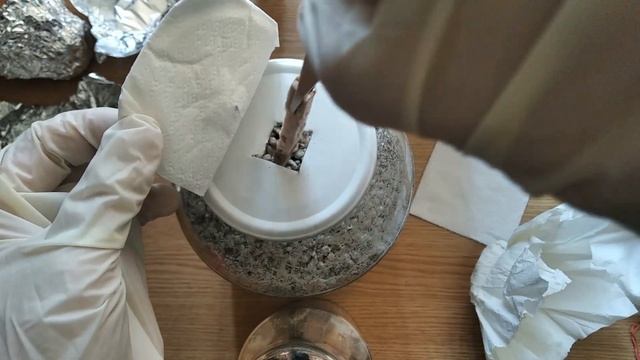 Pleurotus mushroom cultivation II part english смотреть онлайн