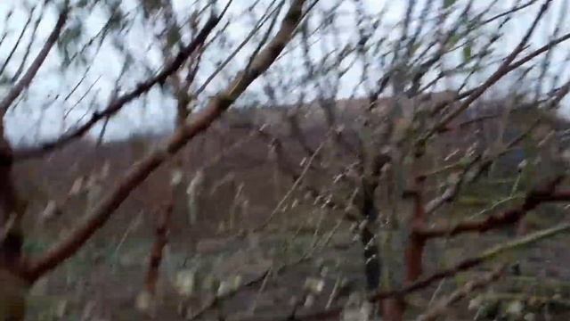 Цветение миндаля декабрь 16.12.2021 год смотреть онлайн