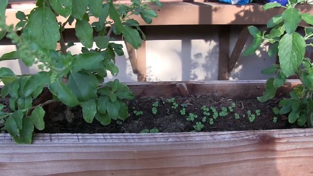 Holy Basil / Tulsi Types + Growing From Seed смотреть онлайн