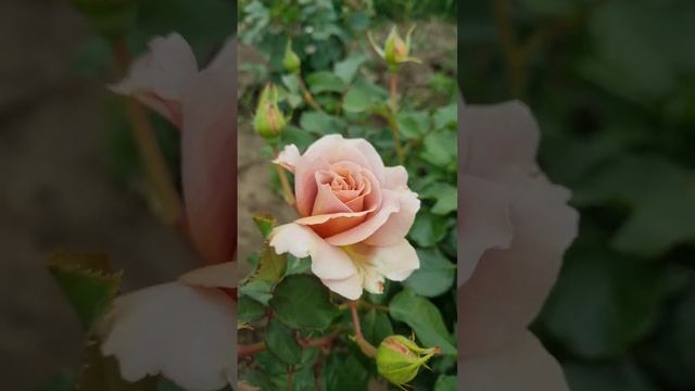 сочетание нежных кофейных роз #андреленотре #мокароса #блюгерл #чандосбьюти смотреть онлайн