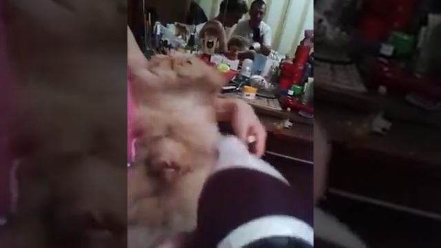 Персидский котёнок. Подготовка к выставке. смотреть онлайн