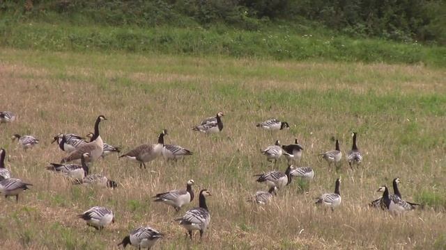 Дикие гуси. Казарки белощёкие и канадские || Wild geese. Branta canadensis. смотреть онлайн