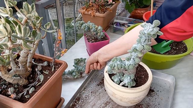 Echeveria Setosa Cristata смотреть онлайн
