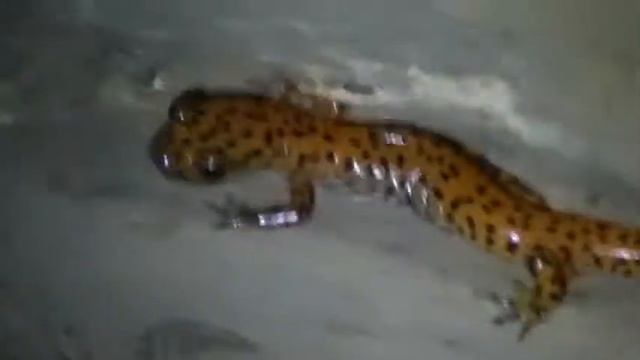 Cave Salamander at Blowing Cave смотреть онлайн