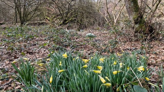 Красивое место в лесу. Поют птички и слабый звук ручья. Расслабляющие звуки природы для сна и отдых