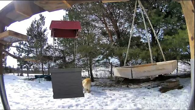2021 Mar 08: Livestream bird feeding station. Ripley, Ontario Canada by AtHomeFriendlyTecGuy смотреть онлайн
