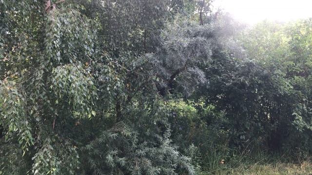 «Я покинул родимый дом» песня Елены Аверьяновой на стихи Сергея Есенина (первый вариант) смотреть онлайн