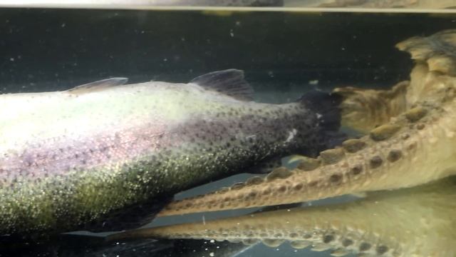 ОПУСТИЛ К ХИЩНОЙ КАЙМАНОВОЙ ЧЕРЕПАХЕ - ЖИВОГО ОГРОМНОГО КАРПА, ФОРЕЛЬ, МОЙВУ И КАРАСЯ смотреть онлайн