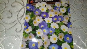 НОЛАНА СТРАННАЯ.ЧИЛИЙСКИЕ КОЛОКОЛЬЧИКИ.ПРИОБРЕТАЕМ СЕМЕНА АМПЕЛЬНОГО И ПОЧВОПОКРОВНОГО ЦВЕТОЧКА.