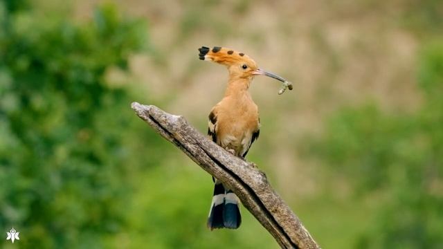 Музыка лечит сердце и сосуды ? Успокаивающая музыка восстанавливает нервную систему, расслабляющая смотреть онлайн