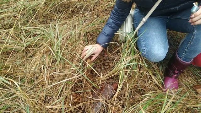 Нашли поляну шикарных белых грибов. Харьковская область. Старый Салтов. смотреть онлайн