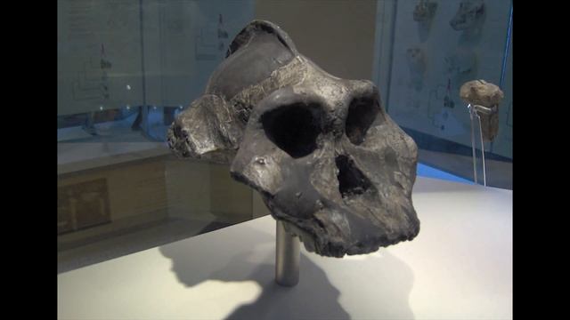 Homo Ergaster ( Человек Работающий ) смотреть онлайн