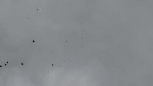 Полёт голубей Николаевской бабочки в Туле