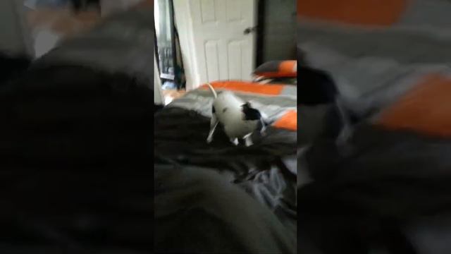 Puppies hate their diapers смотреть онлайн