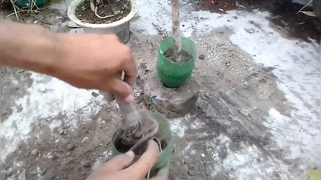 How to grow banyan Branch for bonsai смотреть онлайн