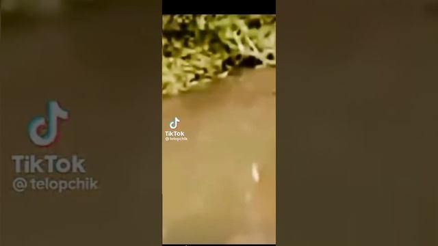 капибара ездит на крокодиле смотреть онлайн