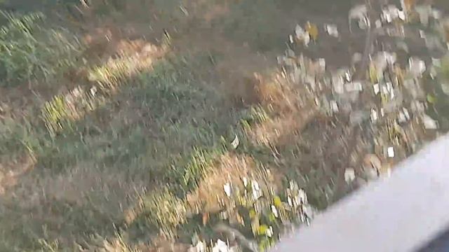 Вольер Чука. Персей явно хочет к своим. смотреть онлайн