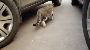 Пугливый но очень любопытный кот