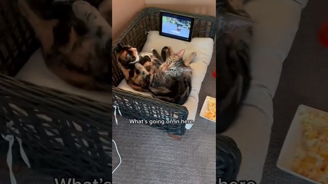 Котики смотрят телевизор смотреть онлайн