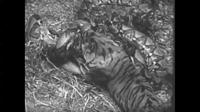 Python vs. Tiger * Warning Graphic Content * Rare Vintage Film - Full Version смотреть онлайн