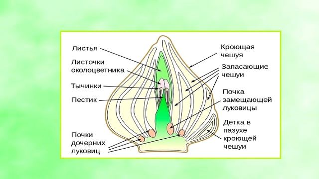 Цветение тюльпанов зависит от условий хранения луковиц. смотреть онлайн