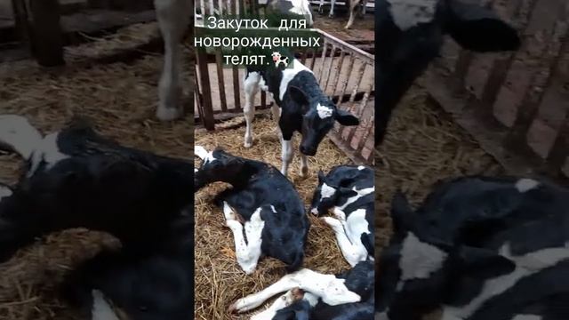 Телята на ферме,новорожденные. смотреть онлайн