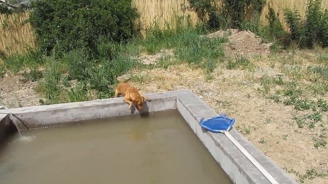 Смех и дружба